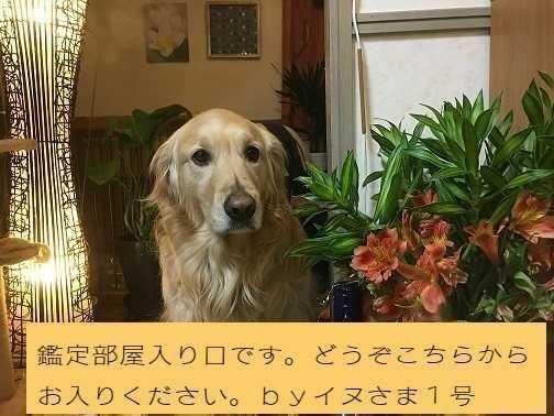 看板犬